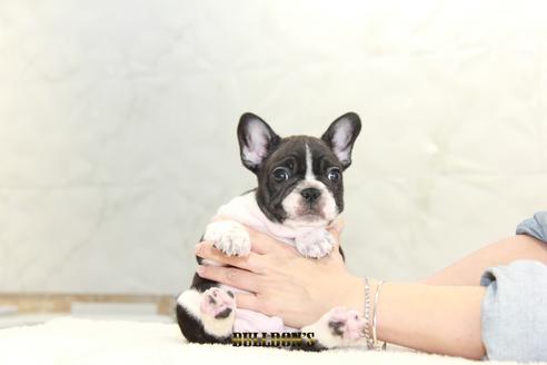 成約済の東京都のフレンチブルドッグ-109951の4枚目