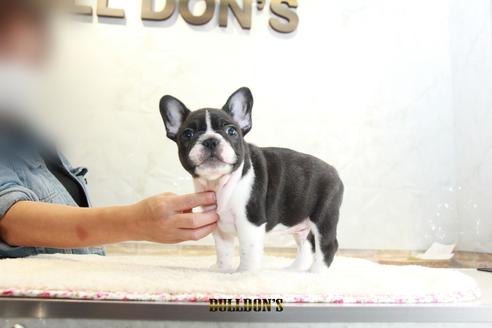 成約済の東京都のフレンチブルドッグ-109951の3枚目