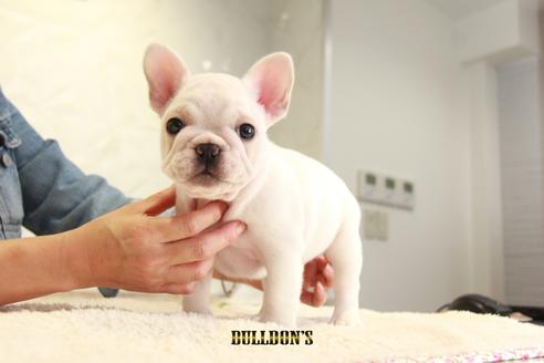 成約済の東京都のフレンチブルドッグ-109953の1枚目