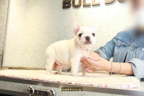 成約済の東京都のフレンチブルドッグ-109953の7枚目