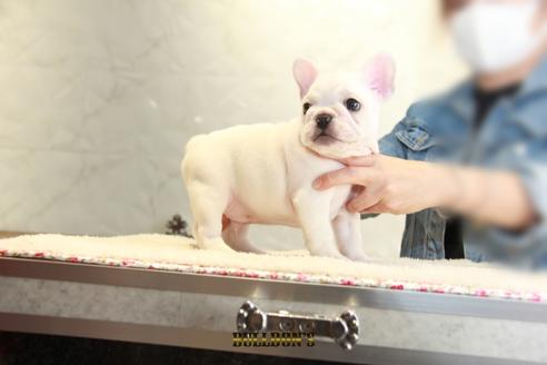 成約済の東京都のフレンチブルドッグ-109953の6枚目