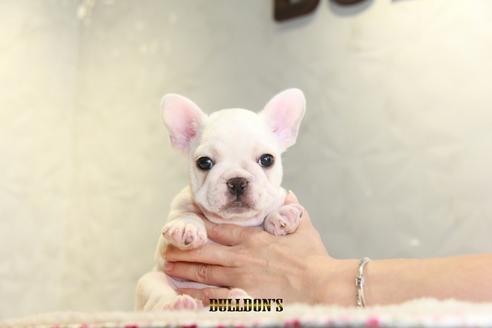 成約済の東京都のフレンチブルドッグ-109953の4枚目