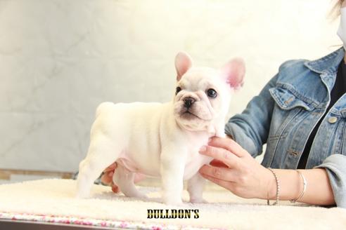 成約済の東京都のフレンチブルドッグ-109953の3枚目