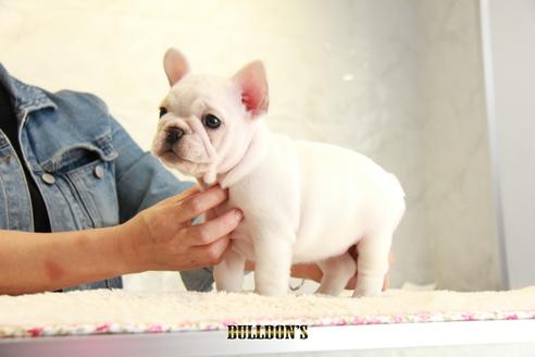 成約済の東京都のフレンチブルドッグ-109953の2枚目