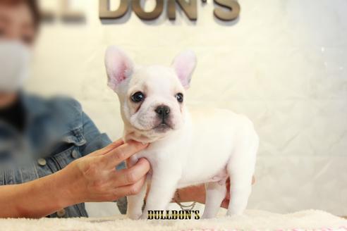 成約済の東京都のフレンチブルドッグ-109954の4枚目