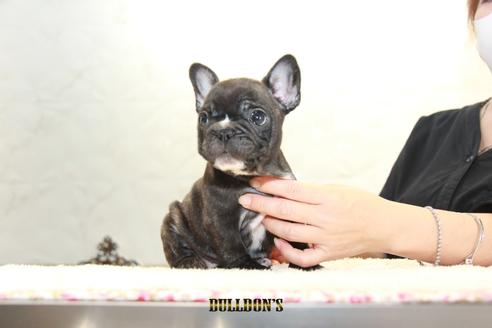 成約済の東京都のフレンチブルドッグ-109955の7枚目