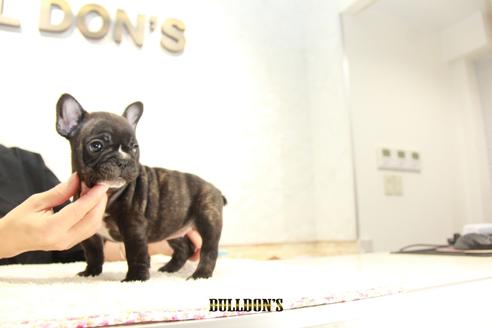成約済の東京都のフレンチブルドッグ-109955の6枚目