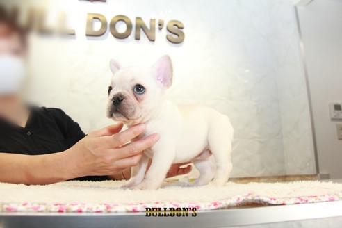 成約済の東京都のフレンチブルドッグ-109958