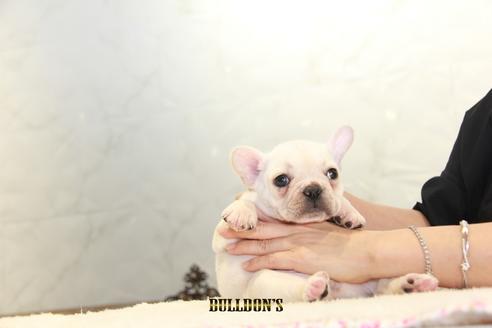 成約済の東京都のフレンチブルドッグ-109958の7枚目