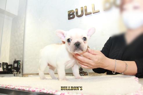 成約済の東京都のフレンチブルドッグ-109958の6枚目