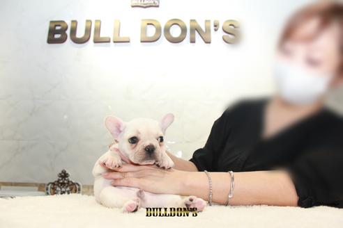 成約済の東京都のフレンチブルドッグ-109958の5枚目