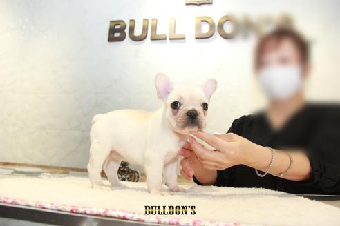 成約済の東京都のフレンチブルドッグ-109958の4枚目