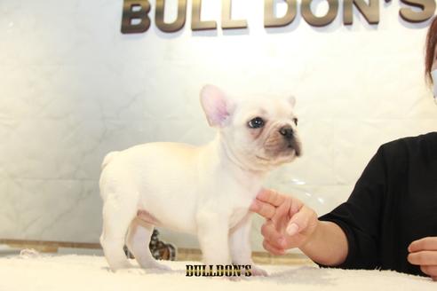 成約済の東京都のフレンチブルドッグ-109958の3枚目