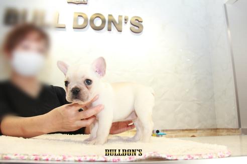 成約済の東京都のフレンチブルドッグ-109958の2枚目