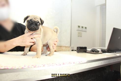 成約済の東京都のパグ-109959