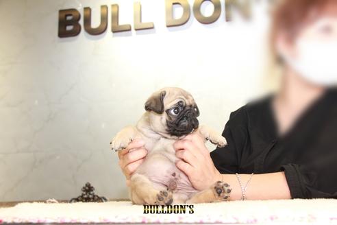 成約済の東京都のパグ-109959の7枚目