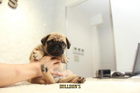 成約済の東京都のパグ-109959の3枚目