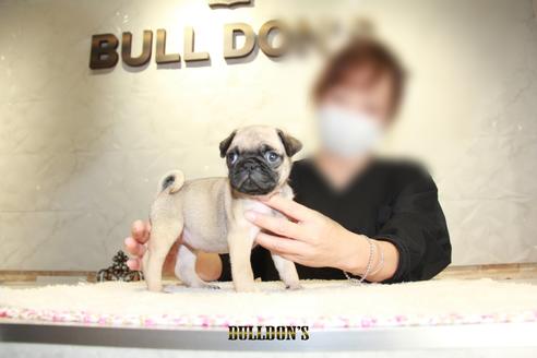 成約済の東京都のパグ-109962の4枚目