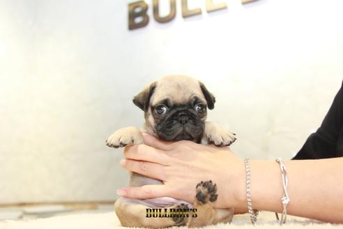 成約済の東京都のパグ-109962の2枚目