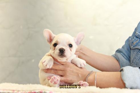 成約済の東京都のフレンチブルドッグ-109954の1枚目