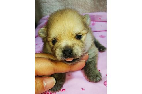 成約済の愛知県のポメラニアン-110010の12枚目