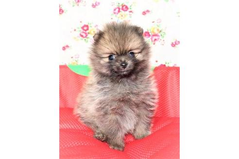 成約済の大阪府のポメラニアン-110025の1枚目