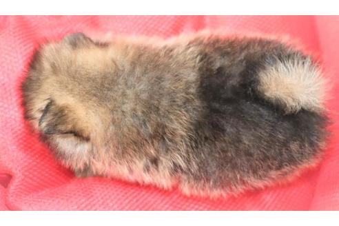 成約済の大阪府のポメラニアン-110025の5枚目