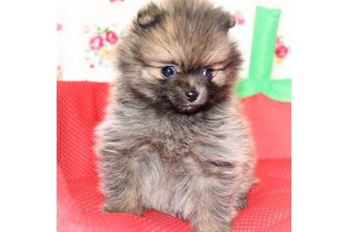 成約済の大阪府のポメラニアン-110025の2枚目