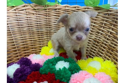成約済の愛媛県のチワワ(ロングコート)-110031の1枚目