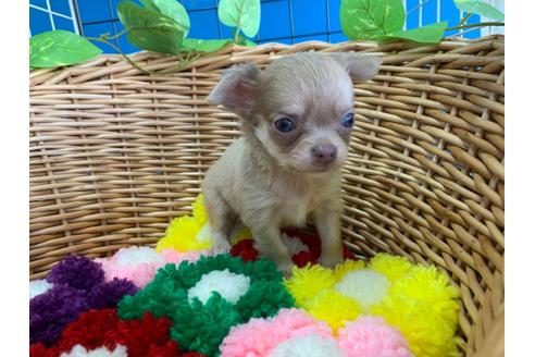 成約済の愛媛県のチワワ(ロングコート)-110031の4枚目