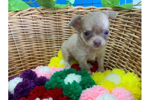 成約済の愛媛県のチワワ(ロングコート)-110031の2枚目