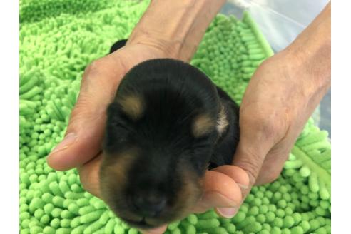 成約済の愛知県のミニチュアダックスフンド(ロングヘアード)-109752の4枚目
