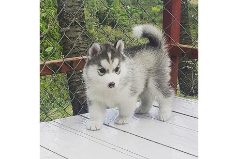 成約済の茨城県のシベリアンハスキー-110066の3枚目