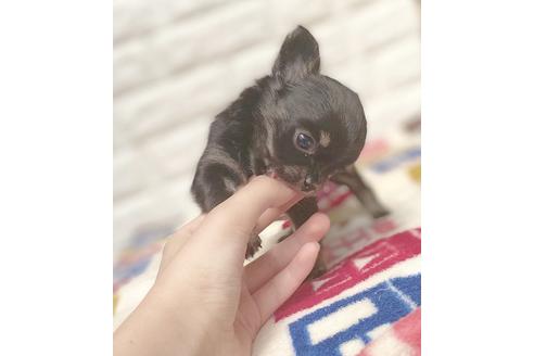 成約済の静岡県のチワワ(ロングコート)-110049の5枚目