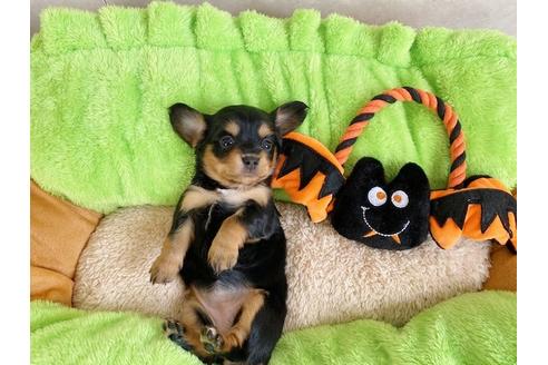 成約済の秋田県のチワックス:チワワ×ミニチュアダックスフンド-109033の3枚目