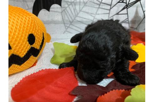 成約済の埼玉県のトイプードル-110068