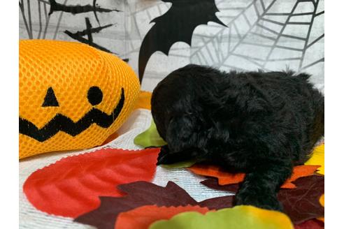 成約済の埼玉県のトイプードル-110068の6枚目