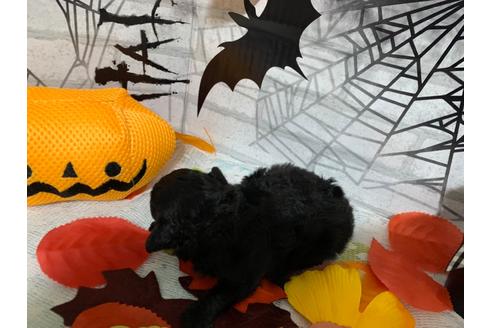 成約済の埼玉県のトイプードル-110068の5枚目