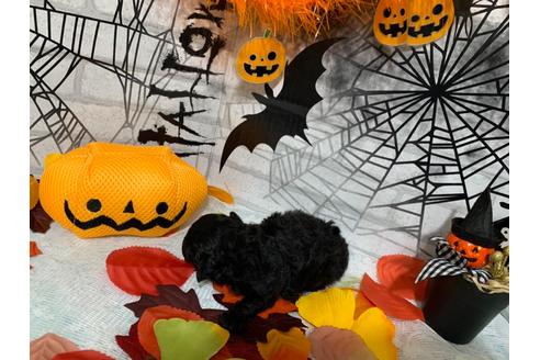 成約済の埼玉県のトイプードル-110068の4枚目