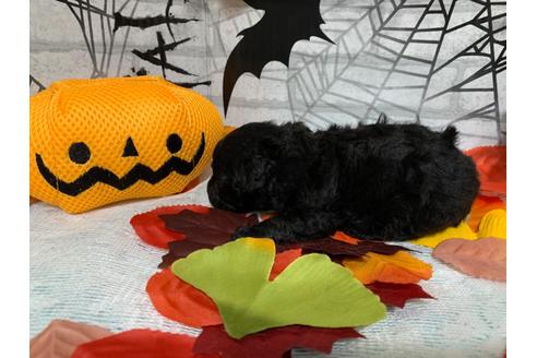 成約済の埼玉県のトイプードル-110068の3枚目