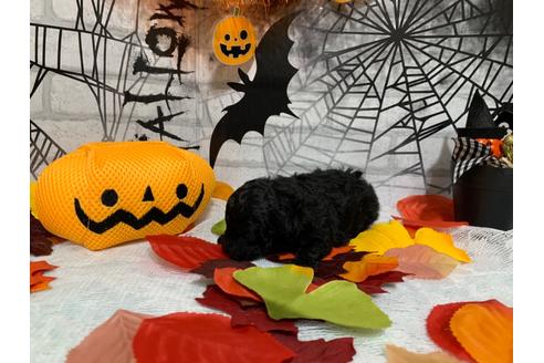 成約済の埼玉県のトイプードル-110068の2枚目