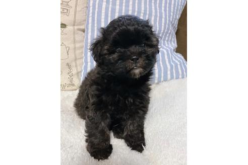 成約済の山口県のミックス犬-106561の2枚目
