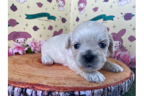 成約済の栃木県のミックス犬-109135の12枚目