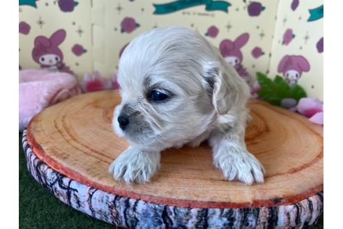 成約済の栃木県のミックス犬-109135の11枚目