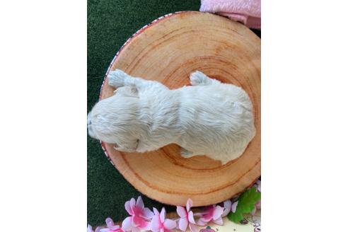 成約済の栃木県のミックス犬-109135の10枚目
