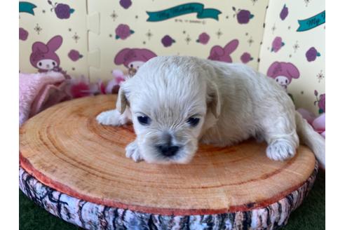 成約済の栃木県のミックス犬-109135の9枚目
