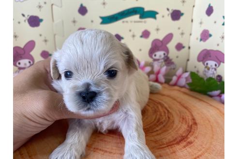 成約済の栃木県のミックス犬-109135の8枚目