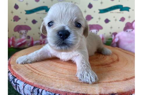成約済の栃木県のミックス犬-109134の15枚目