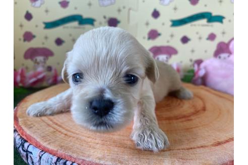 成約済の栃木県のミックス犬-109134の14枚目