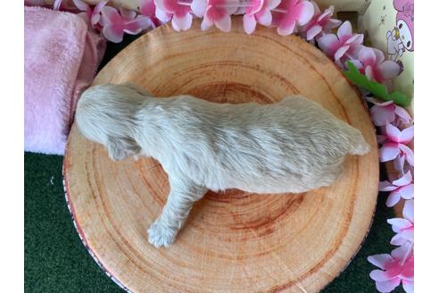 成約済の栃木県のミックス犬-109134の11枚目